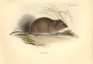 Zoology: The Mus longipilis (from the family of field rats) described by Charles Darwin during his exploration journey aboard the Beagle. Plate from The Zoology of the voyage of H.M.S. Beagle under the command of Captain Fitzroy during the years 1832 to 18 by Unbekannter Künstler