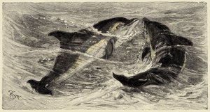 Zoology: dolphins (delphinus delphis) described and illustrated by Carlo Vogt and Federico Specht in 