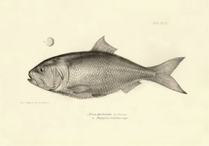 Zoology: representation of the fish 