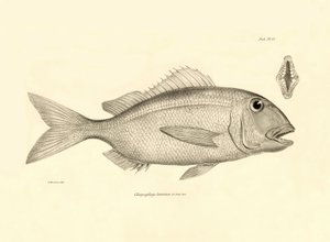 Zoology: representation of the fish Chrysophrys taurina described by Charles Darwin on his voyage aboard the Beagle. Plate from The zoology of the voyage of H.M.S. Beagle under the command of Captain Fitzroy during the years 1832-1836 by Unbekannter Künstler