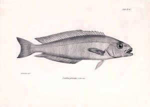 Zoology: representation of the fish Latilus princeps described by Charles Darwin during his voyage aboard the Beagle. Plate from The zoology of the voyage of H.M.S. Beagle under the command of Captain Fitzroy during the years 1832-1836 by Unbekannter Künstler