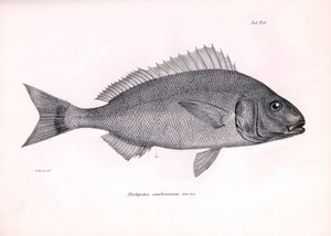 Zoology: representation of the fish Pristipoma cantharinum described by Charles Darwin during his voyage aboard the Beagle. Plate from The zoology of the voyage of H.M.S. Beagle under the command of Captain Fitzroy during the years 1832-1836 by Unbekannter Künstler