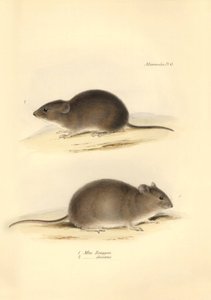 Zoology: the Mus Renggeri and the Mus obscurus (rats) described by Charles Darwin during his exploration journey aboard the Beagle. Plate from The Zoology of the voyage of H.M.S. Beagle under the command of Captain Fitzroy during the years 1832 to 1836 by Unbekannter Künstler