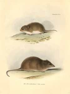 Zoology: the Mus xanthorhinus or field rat and Mus nasutus described by Charles Darwin during his exploration journey aboard the Beagle. Plate from The Zoology of the voyage of H.M.S. Beagle under the command of Captain Fitzroy during the years 1832 to 183 by Unbekannter Künstler