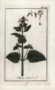 Catary or cat mint (Nepeta cataria). Lithograph from “Afbeelding der Artseny-Gewassen” by Johannes Zorn (1739-1799), Netherlands