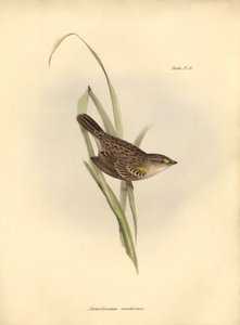 Ornithology: Ammodramus xanthornus