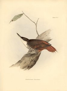 Ornithology: Dendrodamus leucosternus bird of South America observed and described by Charles Darwin. Plate from The zoology of the voyage of H.M.S. Beagle. Flight. III, Birds described by John Gould, with notice of their habits by Charles Darwin