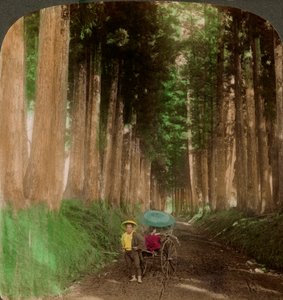 An avenue of cryptomeria cedar trees, Nikko, Japan