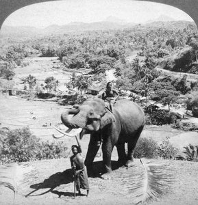 An elephant and its keeper, Sri Lanka, 1902