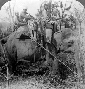 Carrying dead tigers back to camp, Behar jungle, India