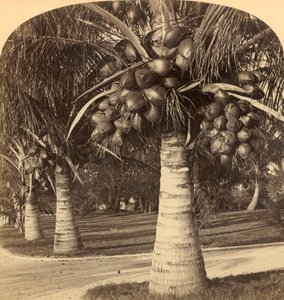 Coconut Trees in the White Sands of Florida, USA