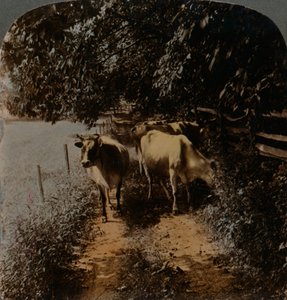 Cows coming home up the lane at milking-time, c1900 by Underwood and Underwood