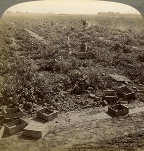 Drying Raisins, Fresno, San Joaquin Valley, California, USA by Underwood and Underwood