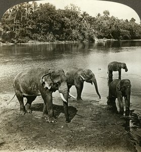 Elephants, Sri Lanka (Ceylon) by Underwood and Underwood