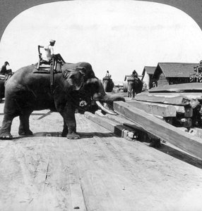 Elephants Moving Timber, Rangoon, Burma Myanmar