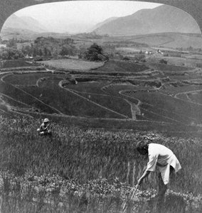 Fertile Rice Fields in the Old Crater of Aso-San, Japan by Underwood and Underwood