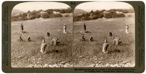 Gathering tares from wheat in the stony fields of Bethel Baytin, Palestine, 1900 by Underwood and Underwood