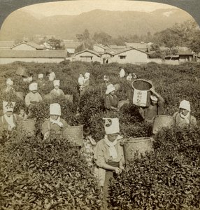 Girls Picking Tea, Uji, Japan by Underwood and Underwood