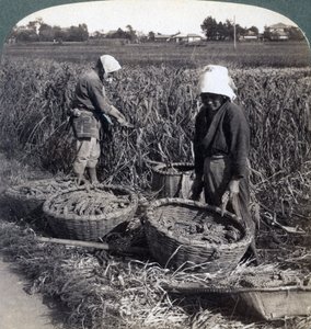 Peasants Cutting Millet, Near Yokohama, Japan by Underwood and Underwood