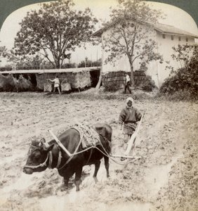 Ploughing Flooded Ground for Rice Planting, North of the Main Road at Uji, Near Kyoto, Japan, 1904