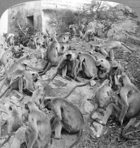 Sacred Monkeys at Galta, Near Jeypore, India, 1904