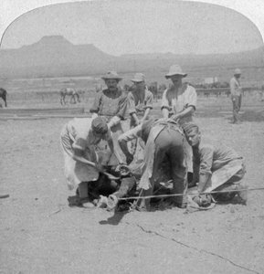 Shoeing horses at Naauwpoort, South Africa, Boer War