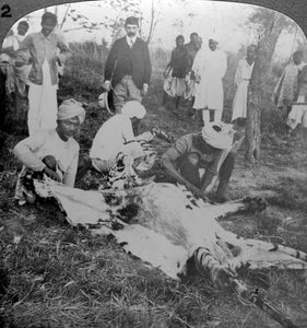 Skinning a dead tiger, shoot of the Maharajah of Cooch Behar, India, c1900s
