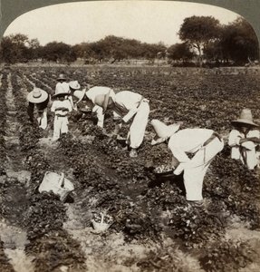 Strawberry Field, Irapuato, Mexico