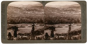 The Hill of Samaria, from the South, Surrounded by Its Fig and Olive Groves, Palestine by Underwood and Underwood