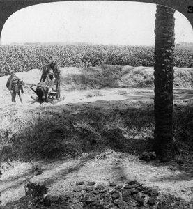 Threshing in Egypt, 1905