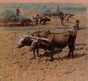 Thrifty Country-Folk with Their Cattle at Work on a Farm Near Jonkoping, Sweden