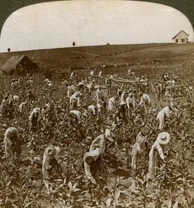 Tobacco field, Montpelier, Jamaica, 1900