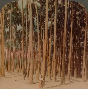 Toddy Palms 100 ft. Tall, Pagan, Burma, 1907 by Underwood and Underwood