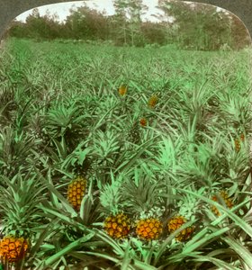 Where the Luscious Pineapple Grows, Florida, USA