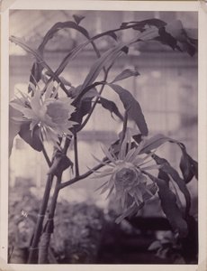 Night-Blooming Cereus, In Bloom by Unidentified