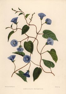 Clustervine, Jacquemontia Pentanthos