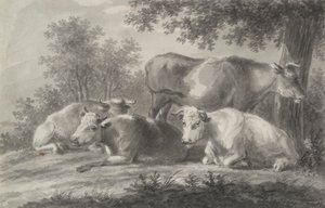 Cows Resting