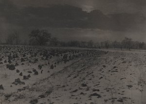 Field of Cabbages Under Snow
