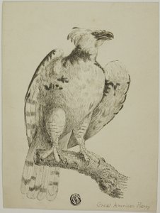 Great American Harpy