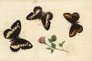 Great Banded Grayling, Hermit, and Large Wall Brown by Unknown