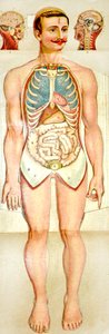 Human Anatomy fold-out educational model, c. 1895 by Unknown
