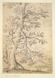 Tree by Unknown