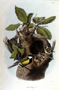 A board representing a common bird (or sparrow) near its nest