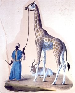 A giraffe and her trainer at the circus. Lithography