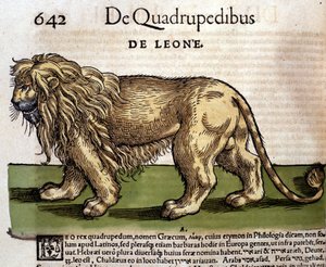 A lion after Historia Animalium by Conrad Gesner