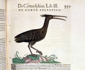 A wild raven from the Historia Animalium of Conrad Gesner, Tiguri 1560. Biblioteca Nazionale Braidense. Milan by Unknown artist