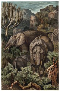 African Elephant (Loxodonta) - engraving from 