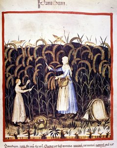 Agriculture. Harvesting panic (cereal). Illumination from the Tacuinum sanitatis by Unknown artist