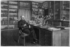 Alphonse Milne Edwards by Unknown artist