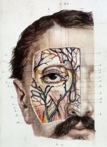 Anatomical board on the eye and its environment (skinned)